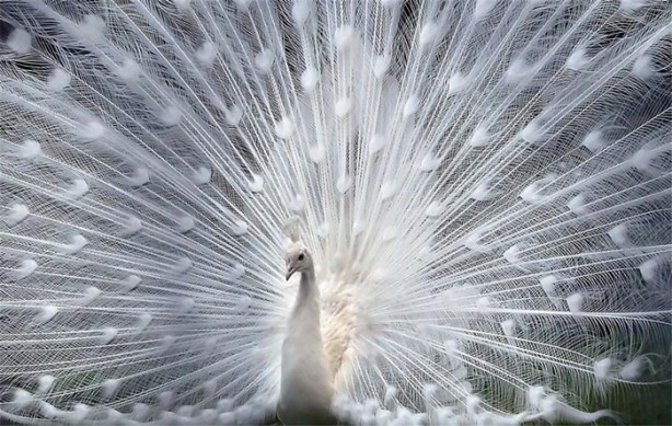 Foto - Albino hayvanlar görmüş müydünüz?