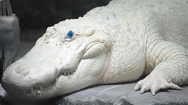 Foto - Albino hayvanlar görmüş müydünüz?