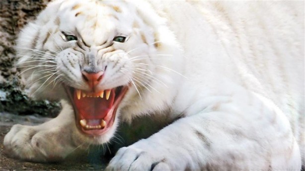 Foto - Albino hayvanlar görmüş müydünüz?