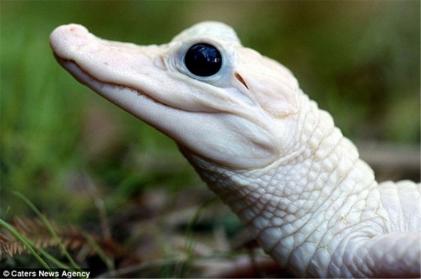 Foto - Albino hayvanlar görmüş müydünüz?