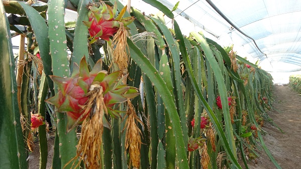Foto - Bir dönüm araziye ekti! Tropikal meyvenin taleplerine yetişemiyor