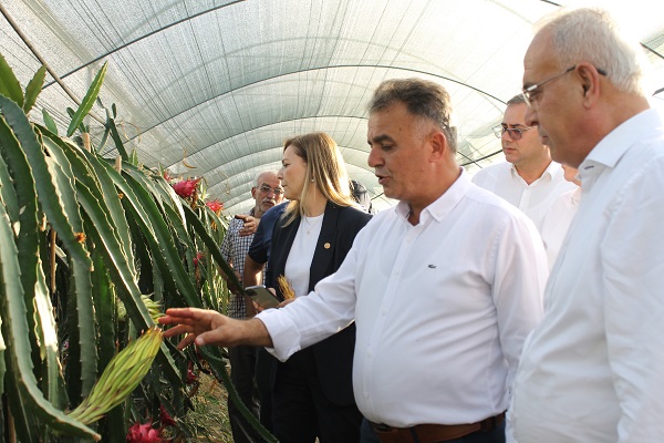 Foto - Bir dönüm araziye ekti! Tropikal meyvenin taleplerine yetişemiyor