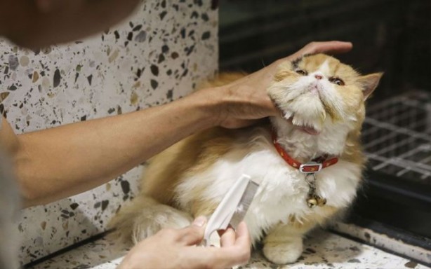 Foto - Bir garip iş! Böyle otel olur mu demeyin oluyormuş