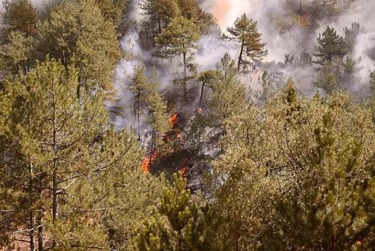 Foto - Bir günde 47 yangın olur mu? Bu işte bir iş var… Bakan açıkladı: Gözaltılar var