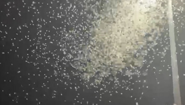 Foto - "Bir günlükler"in ölüm uçuşu başladı