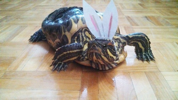 Foto - Bir hayvana bu nasıl yapılır?