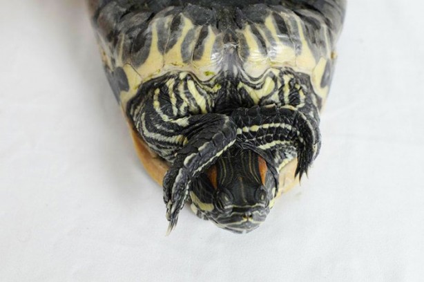 Foto - Bir hayvana bu nasıl yapılır?