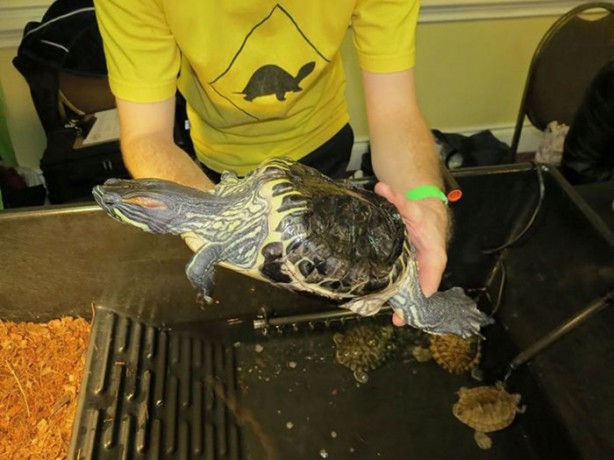 Bir hayvana bu nasıl yapılır?