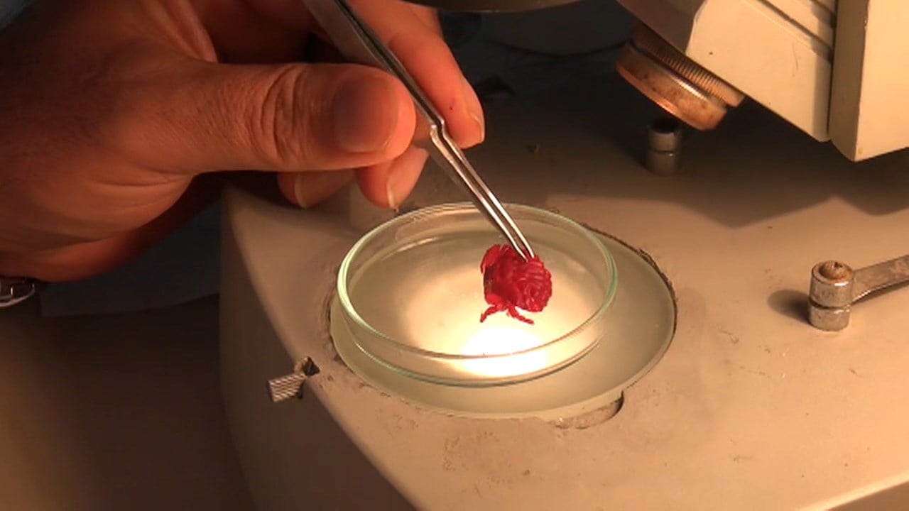 Bir Hint yengeci eksikti