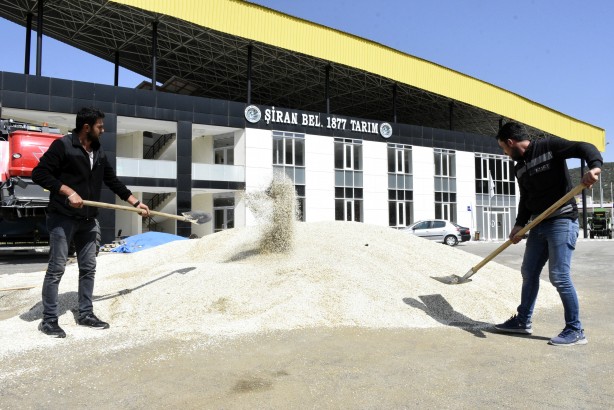 Foto - Bir ilçe topraktan servet çıkaracak! Hasadına başlanan üründen ekonomiye 3 milyon liralık katkı