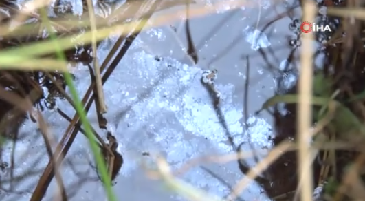 Foto - O ilimizi heyecan sardı! Köylüler 'Esrarengiz sıvı, petrol olabilir' dedi ve ekledi: Her yerden fışkırıyor, her yerden çıkıyor