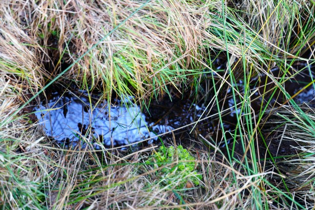 Foto - O ilimizi heyecan sardı! Köylüler 'Esrarengiz sıvı, petrol olabilir' dedi ve ekledi: Her yerden fışkırıyor, her yerden çıkıyor