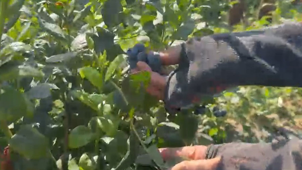 Foto - Bir ilke imza attılar! 200 dönümlük bahçeyle dünyaya açıldılar