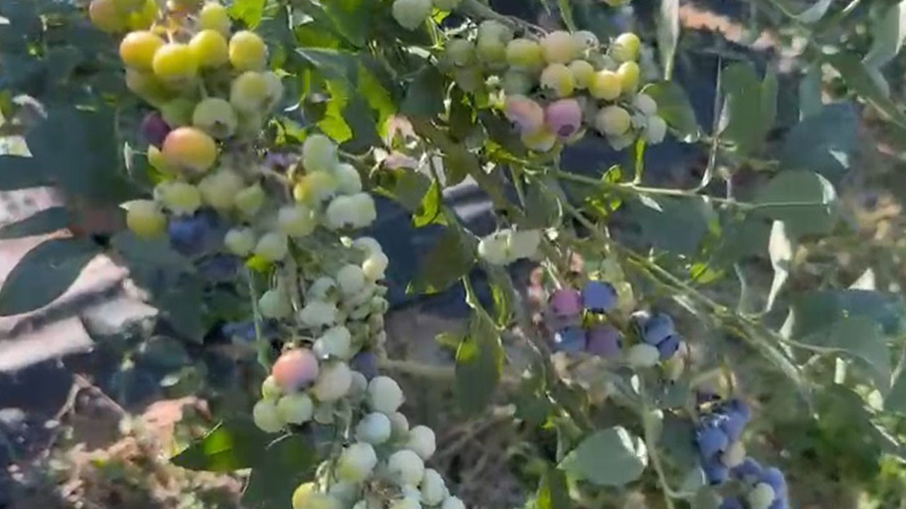 Foto - Bir ilke imza attılar! 200 dönümlük bahçeyle dünyaya açıldılar