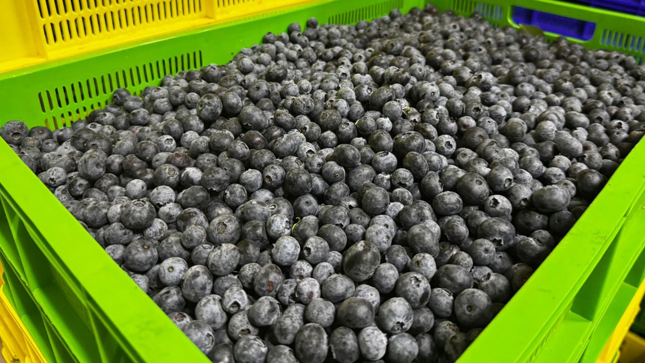 Bir ilke imza attılar! 200 dönümlük bahçeyle dünyaya açıldılar