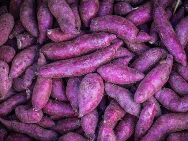 Foto - Bir ısırık alan, biiznillah 100 yaşını görüyor! Japonlar bundan günde yarım kilo yiyor! Resmen A, B, C, D, E vitamini fabrikası