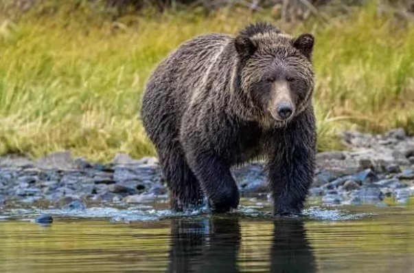 Foto - Bir ısırık ne kadar tehlikeli olabilir? İşte dünyanın en güçlü çeneye sahip canlıları