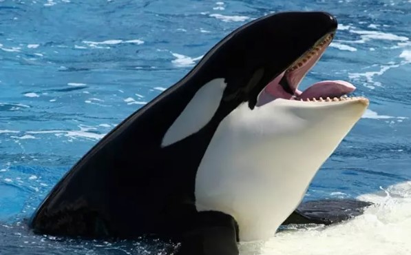 Foto - Bir ısırık ne kadar tehlikeli olabilir? İşte dünyanın en güçlü çeneye sahip canlıları