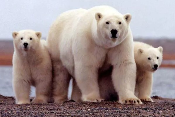 Foto - Bir ısırık ne kadar tehlikeli olabilir? İşte dünyanın en güçlü çeneye sahip canlıları