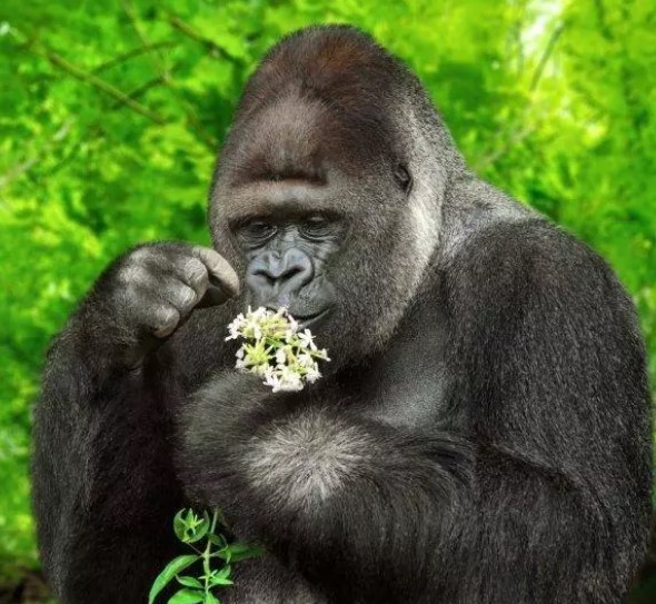 Foto - Bir ısırık ne kadar tehlikeli olabilir? İşte dünyanın en güçlü çeneye sahip canlıları