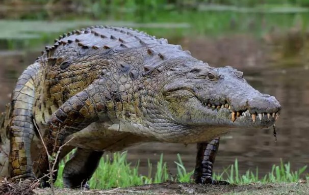 Foto - Bir ısırık ne kadar tehlikeli olabilir? İşte dünyanın en güçlü çeneye sahip canlıları