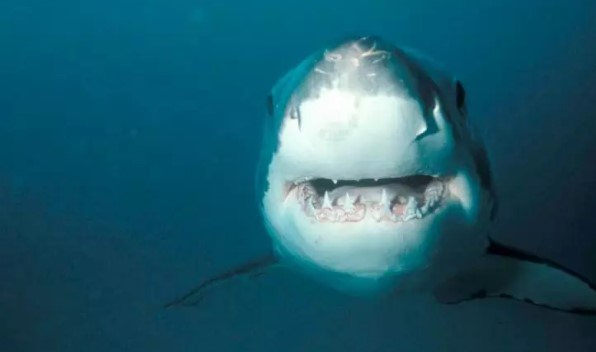 Foto - Bir ısırık ne kadar tehlikeli olabilir? İşte dünyanın en güçlü çeneye sahip canlıları