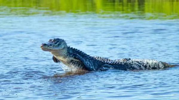 Foto - Bir ısırık ne kadar tehlikeli olabilir? İşte dünyanın en güçlü çeneye sahip canlıları