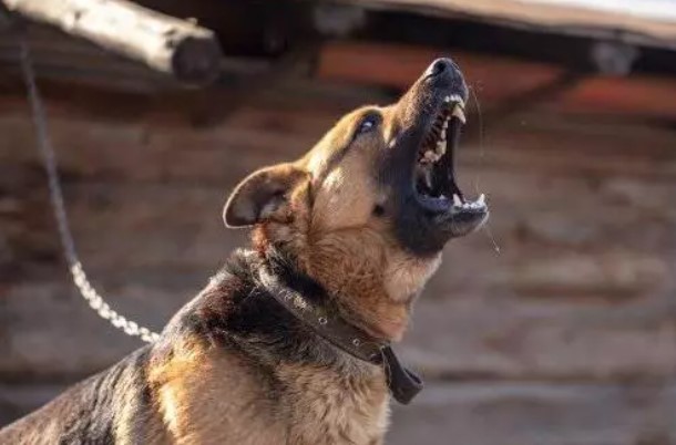 Foto - Bir ısırık ne kadar tehlikeli olabilir? İşte dünyanın en güçlü çeneye sahip canlıları