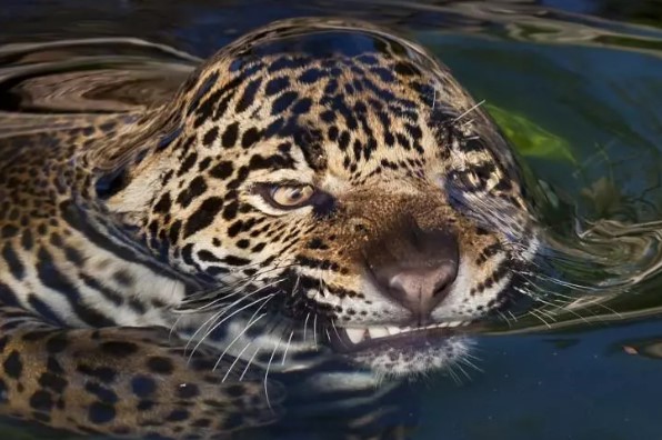 Foto - Bir ısırık ne kadar tehlikeli olabilir? İşte dünyanın en güçlü çeneye sahip canlıları