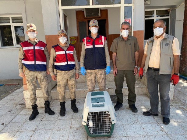 Foto - Bir kanadı olmayan baykuşa Jandarma destek çıktı