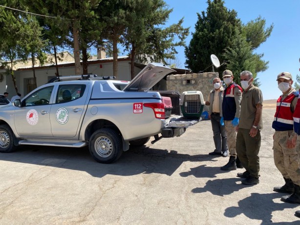 Foto - Bir kanadı olmayan baykuşa Jandarma destek çıktı