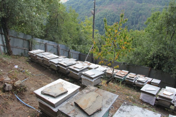 Foto - Bir Karadeniz klasiği: Kovanlarını ayılardan korumak için bakın ne yaptı