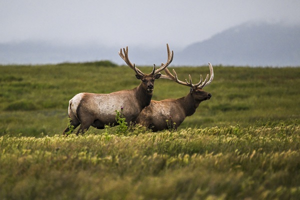 Foto - Bir kare için dünyanın diğer ucundan geliyorlar