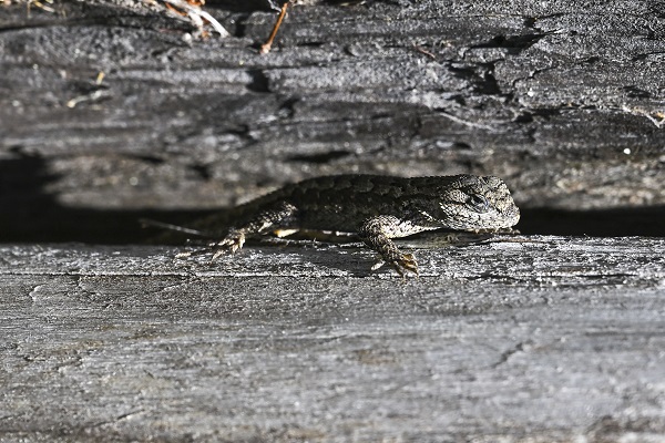 Foto - Bir kare için dünyanın diğer ucundan geliyorlar