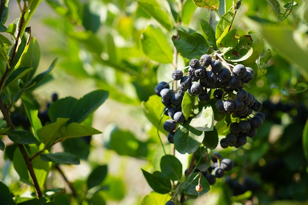 Bir kaşık aronyalı dondurma hayatını değiştirdi