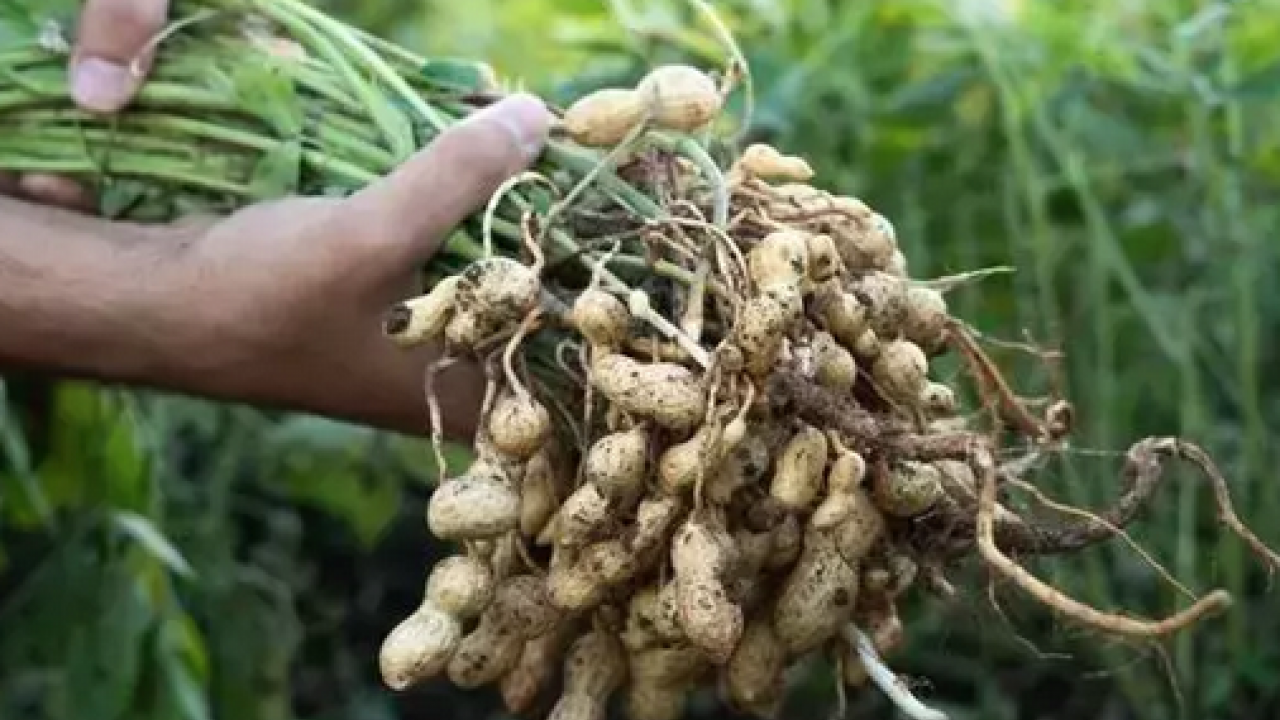 Foto - Bir kaşık tüketen günde 1 kutu kolajen içmiş kadar oluyor! Yaşlanmayı tarihe gömen besin: Hücreleri sıfırlıyor