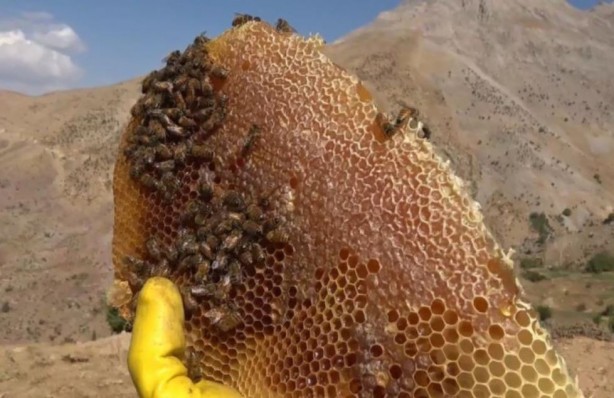 Bir kilo bal tam 300 bin liraya alıcı buldu! Türkiye'de üretiliyor