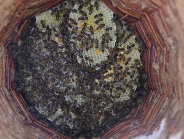 Foto - Bir kilo bal tam 300 bin liraya alıcı buldu! Türkiye'de üretiliyor