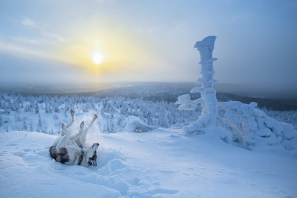 Foto - Bir kış masalı: Lapland