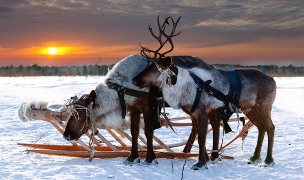 Foto - Bir kış masalı: Lapland