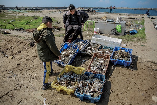 Foto - Bir lokma ekmek için! Filistin’de zorlu mesai