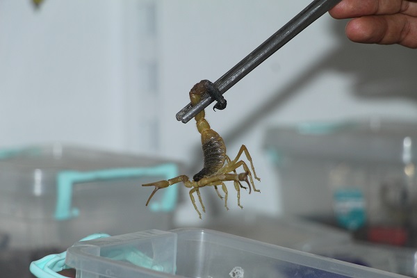 Foto - Bir makale okudu hayatı değişti! Bir damlası bile insanı öldürmeye yetiyor