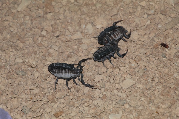 Foto - Bir makale okudu hayatı değişti! Bir damlası bile insanı öldürmeye yetiyor
