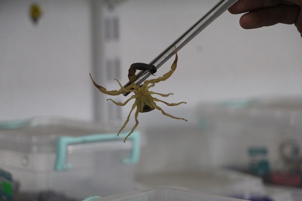 Bir makale okudu hayatı değişti! Bir damlası bile insanı öldürmeye yetiyor