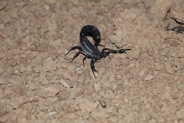 Foto - Bir makale okudu hayatı değişti! Bir damlası bile insanı öldürmeye yetiyor