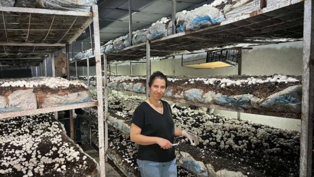 Foto - Bir odaya o ürünü ektiler, tam 2,5 ton hasat topladılar! Hem de 35 günde! Herkes bu işin peşine düştü