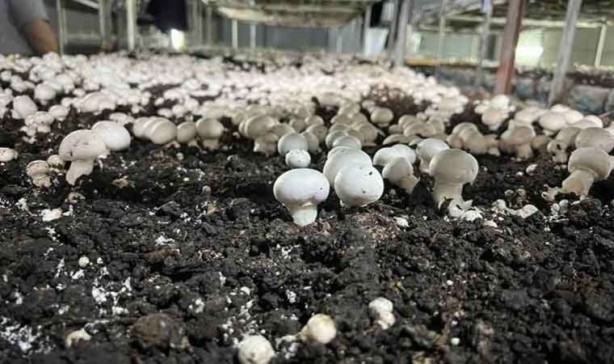 Foto - Bir odaya o ürünü ektiler, tam 2,5 ton hasat topladılar! Hem de 35 günde! Herkes bu işin peşine düştü