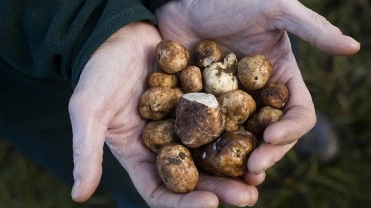 Foto - Bir porsiyonu 28 bin lira! İşte dünyanın en pahalı 10 yiyeceği! 