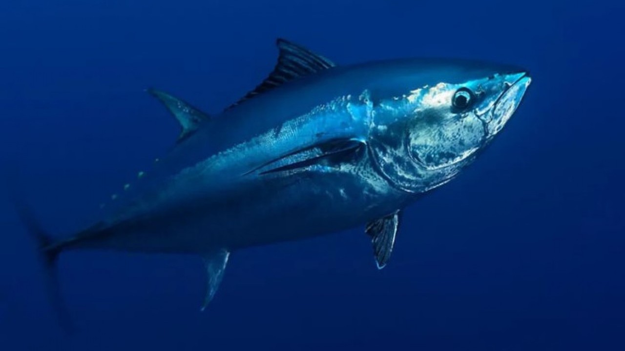 Foto - Bir porsiyonu 28 bin lira! İşte dünyanın en pahalı 10 yiyeceği! 