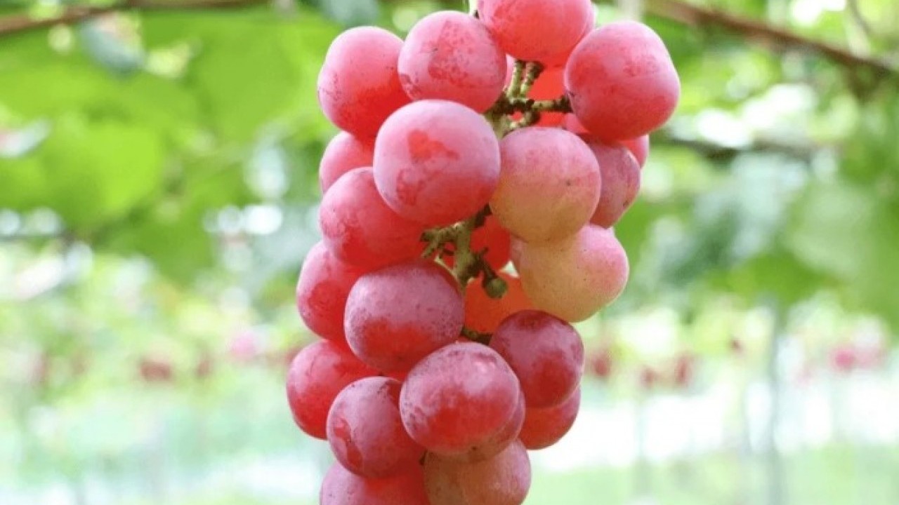 Foto - Bir porsiyonu 28 bin lira! İşte dünyanın en pahalı 10 yiyeceği! 